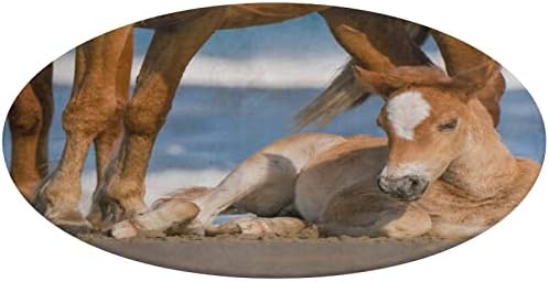 ERUXUGB Legaranyosabb Baba Állatok | Újszülött Corolla Vad Ló Korall Bársony szőnyeg (Kerek)（80×80cm